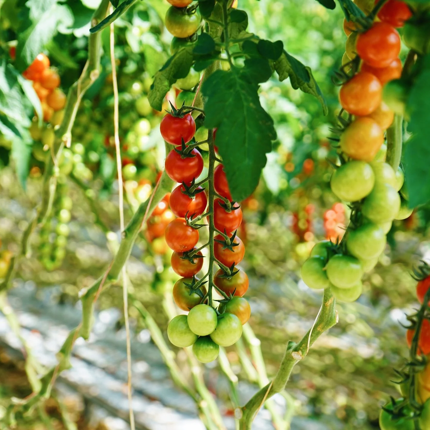 From farm to plate 🍅

We&rsquo;re proud to champion local growers here in Jersey, and few are more passionate than father-and-son team Paul &amp; JP Blake at La Chasse Farm. 

Since 2011, they&rsquo;ve been nurturing top-quality produce grown with c