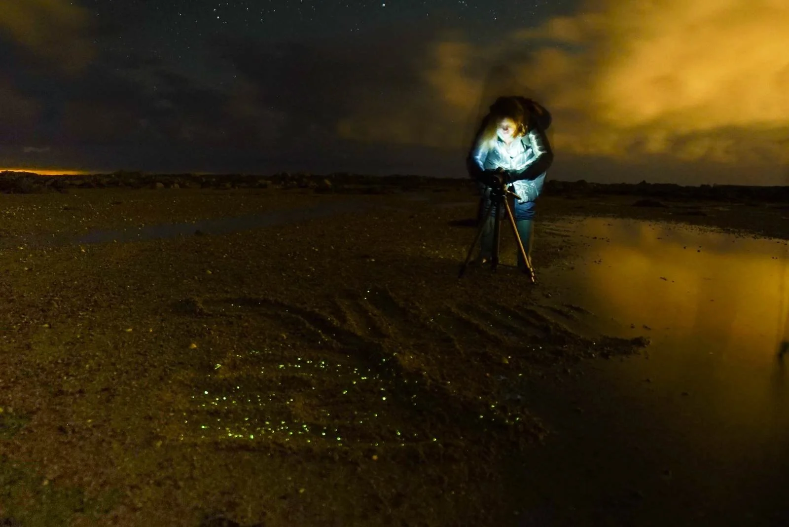 2397424316_bioluminescence.jpg