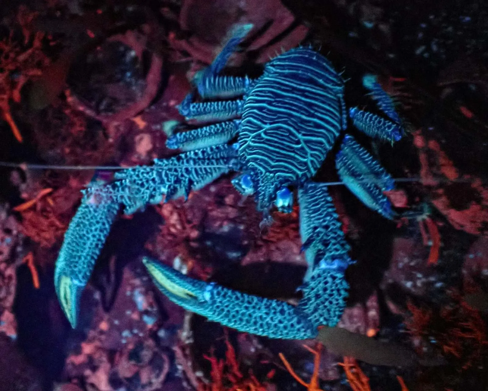 101242101239_squat-lobster.jpg