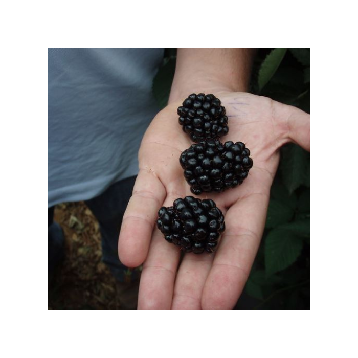 Blackberry 'Triple Crown'
