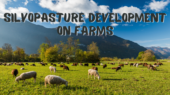 Silvopasture Development on Farms