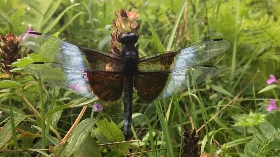dragonfly.jpg