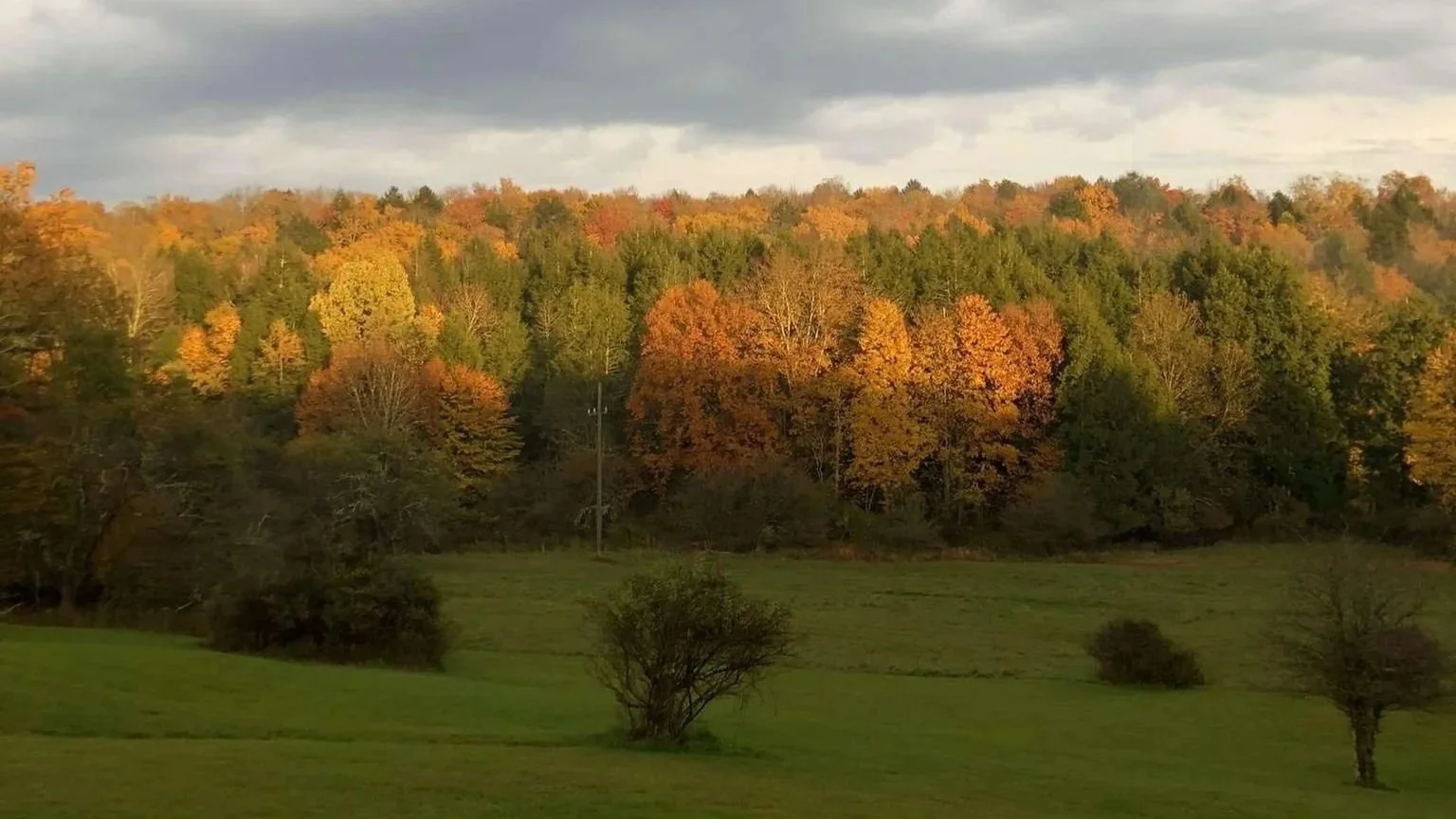fall+trees.jpg