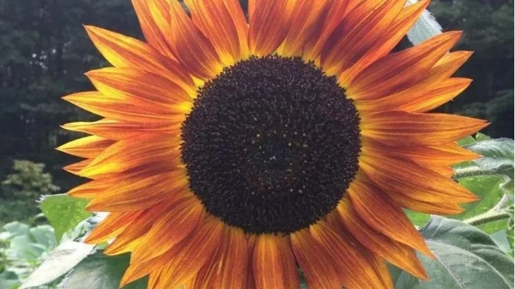 sunflower.jpg