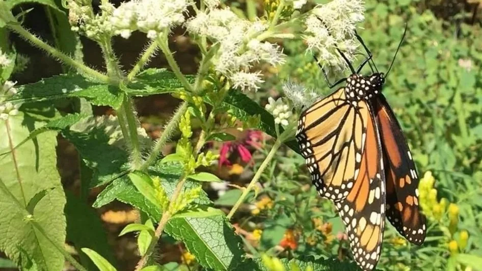 butterfly+4.jpg