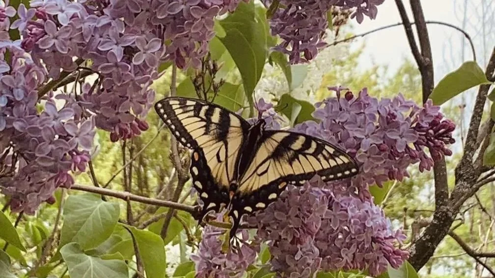lilac+butterfly.jpg