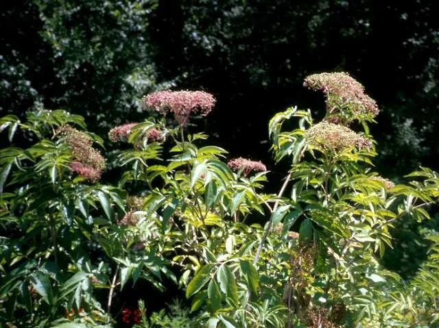 American Elderberry