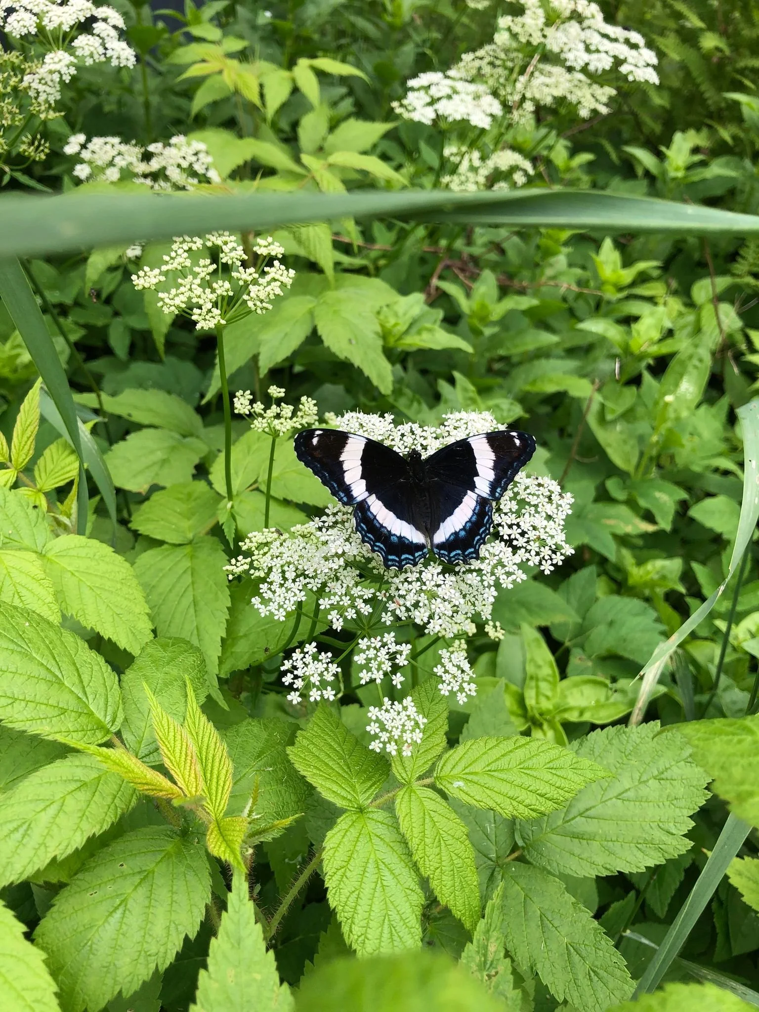 butterfly.jpg