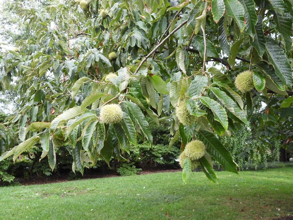 American X Chinese Chestnut Hybrid