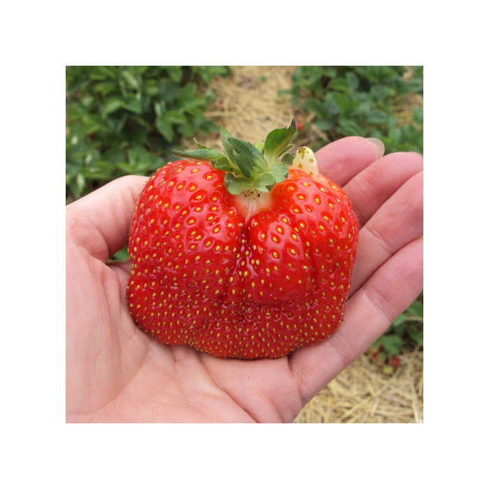 Strawberry 'Cabot'
