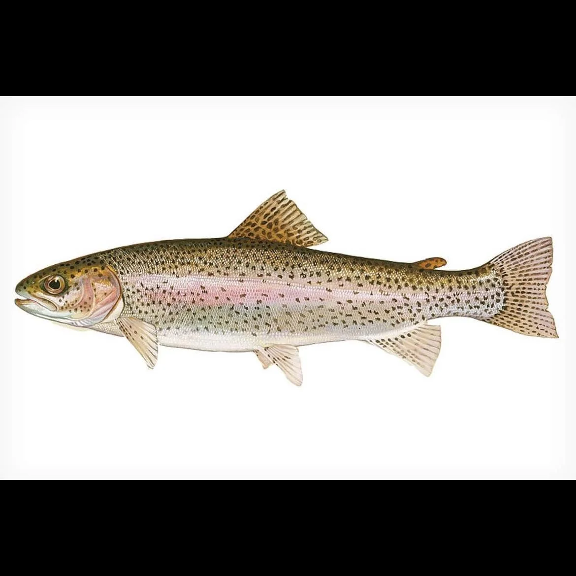 rainbow trout.jpg