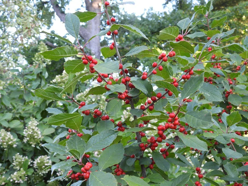 Winterberry Holly