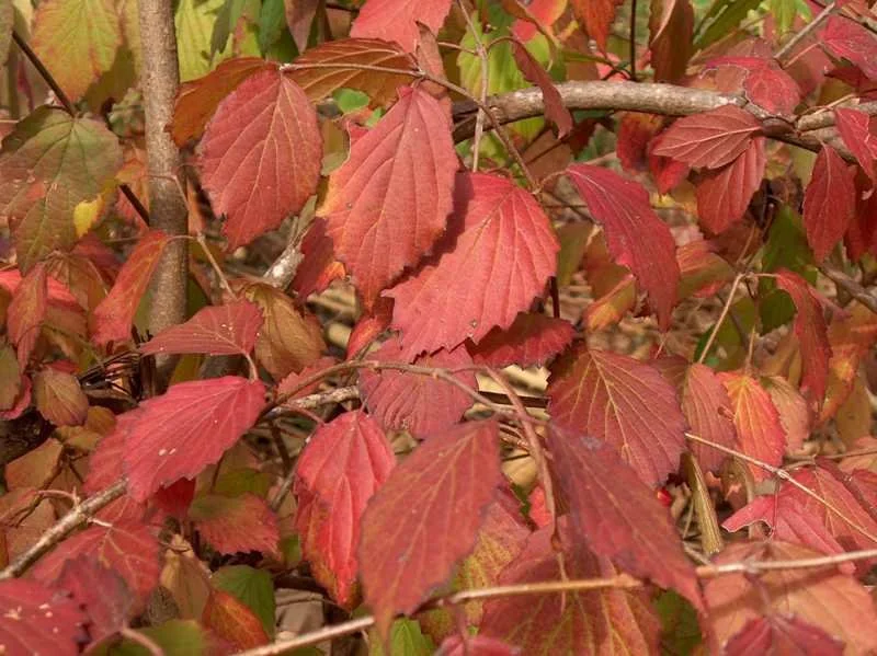 7829_M720-1203040tp (1).jpg