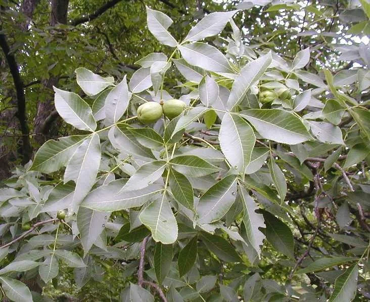 Shagbark Hickory