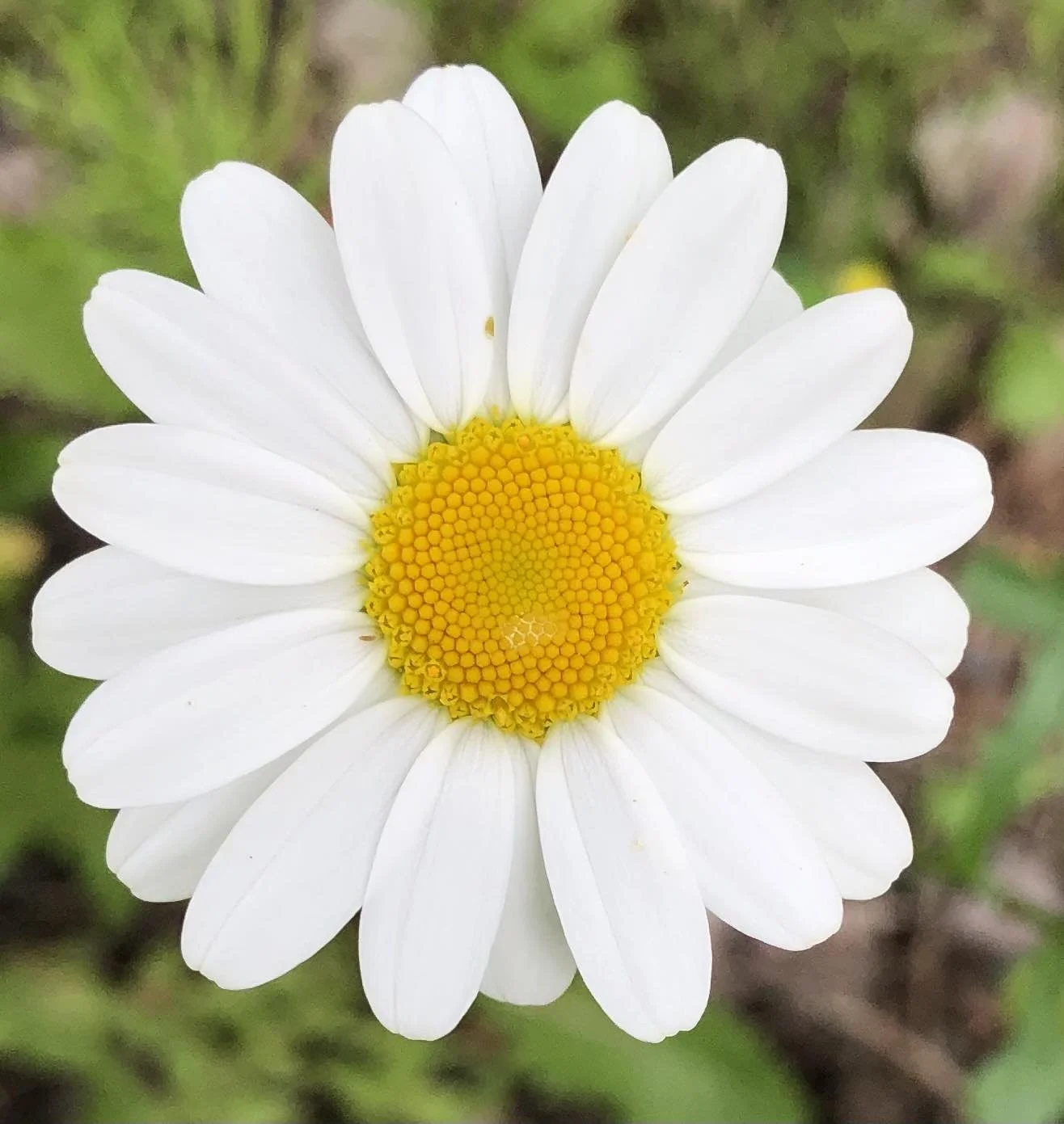 daisy.jpg