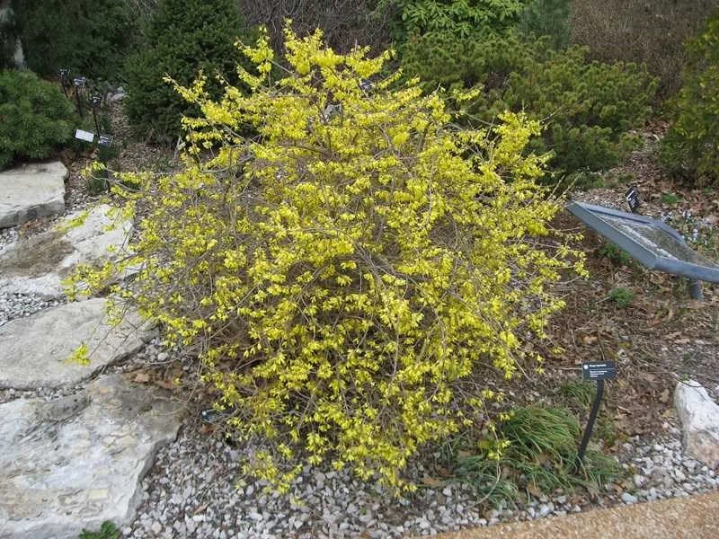 Forsythia