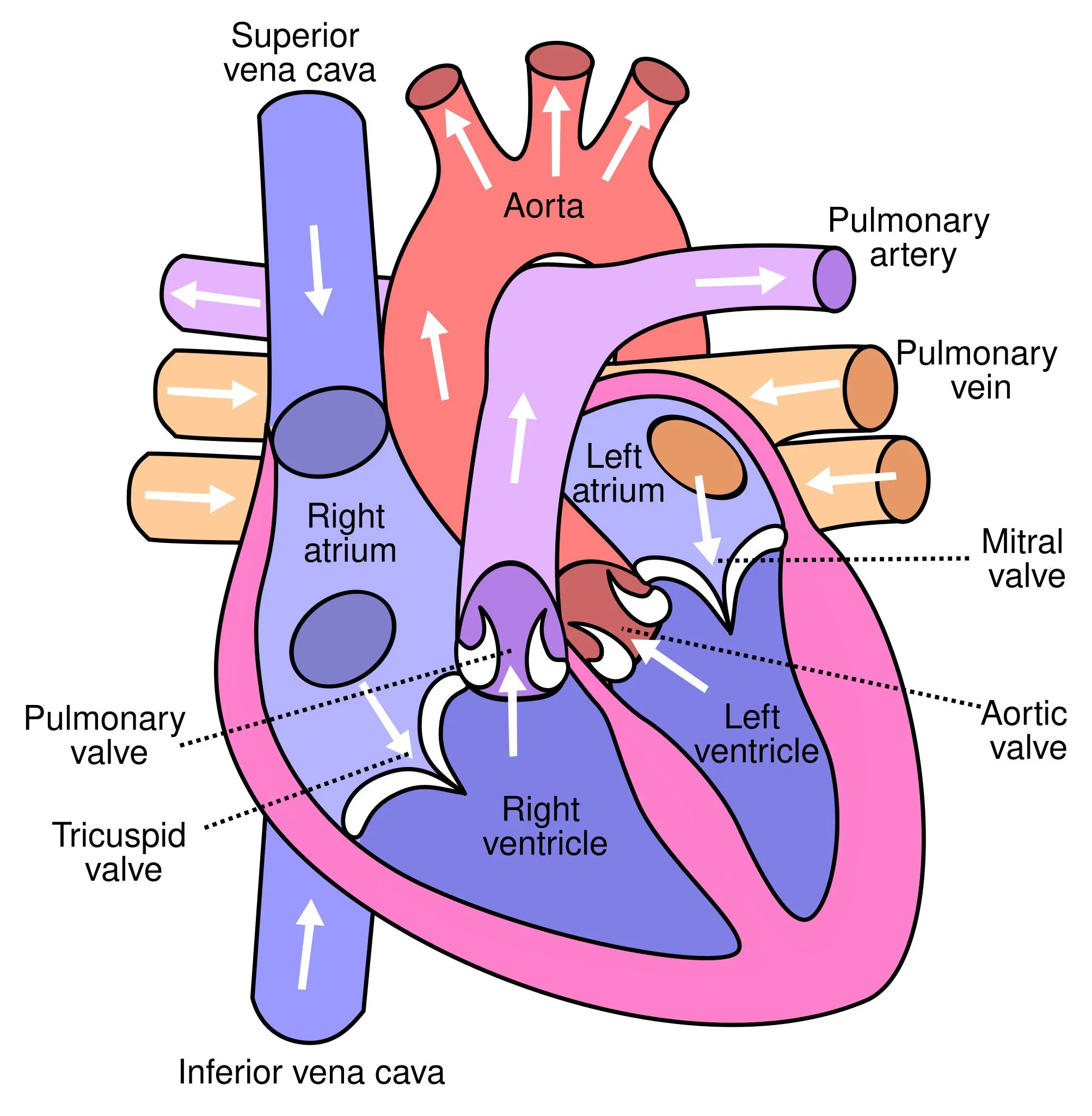 Diagram of the human heart showing major chambers, valves, and blood vessels withLabels for right atrium, right ventricle, left atrium, left ventricle, aorta, pulmonary artery, pulmonary vein, superior vena cava, inferior vena cava, and valves.