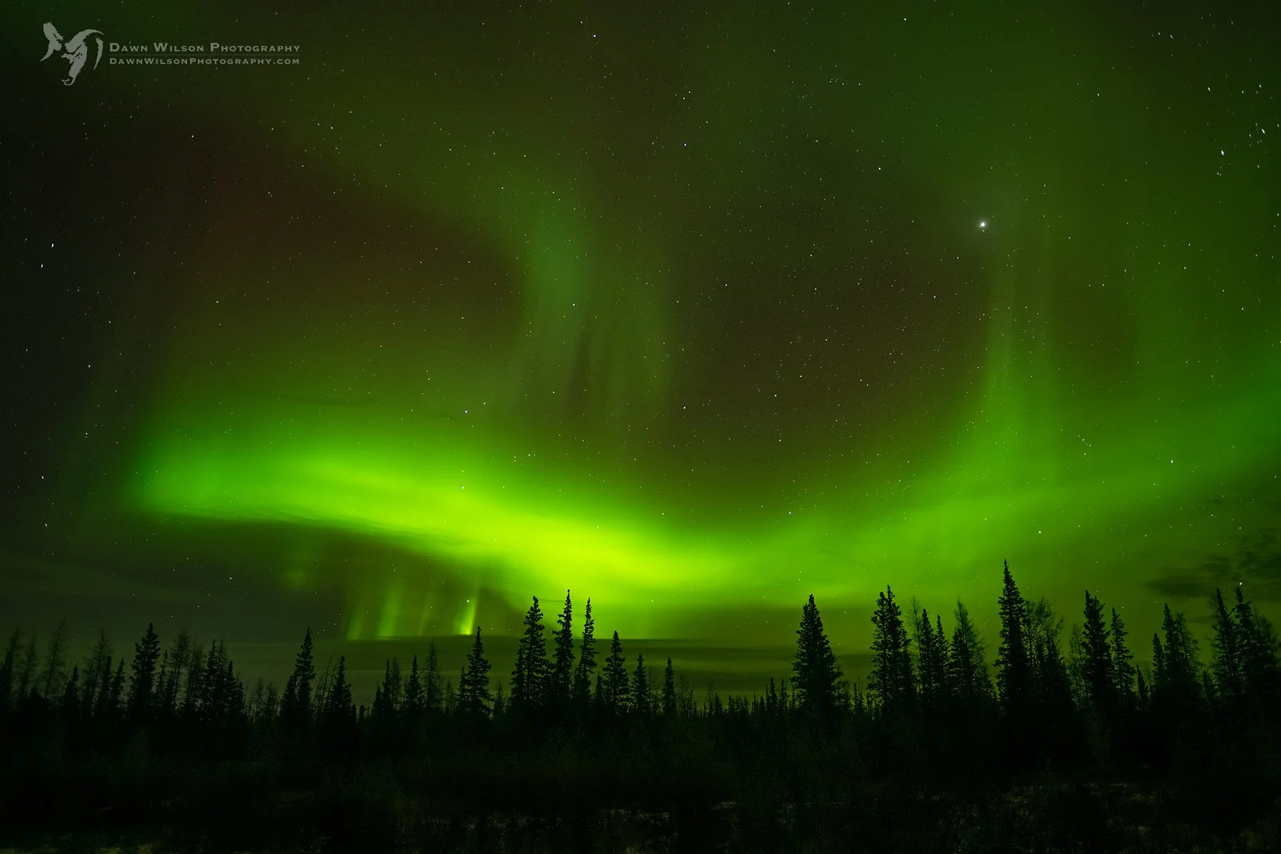 northern lights dance in the darkness of the subarctic