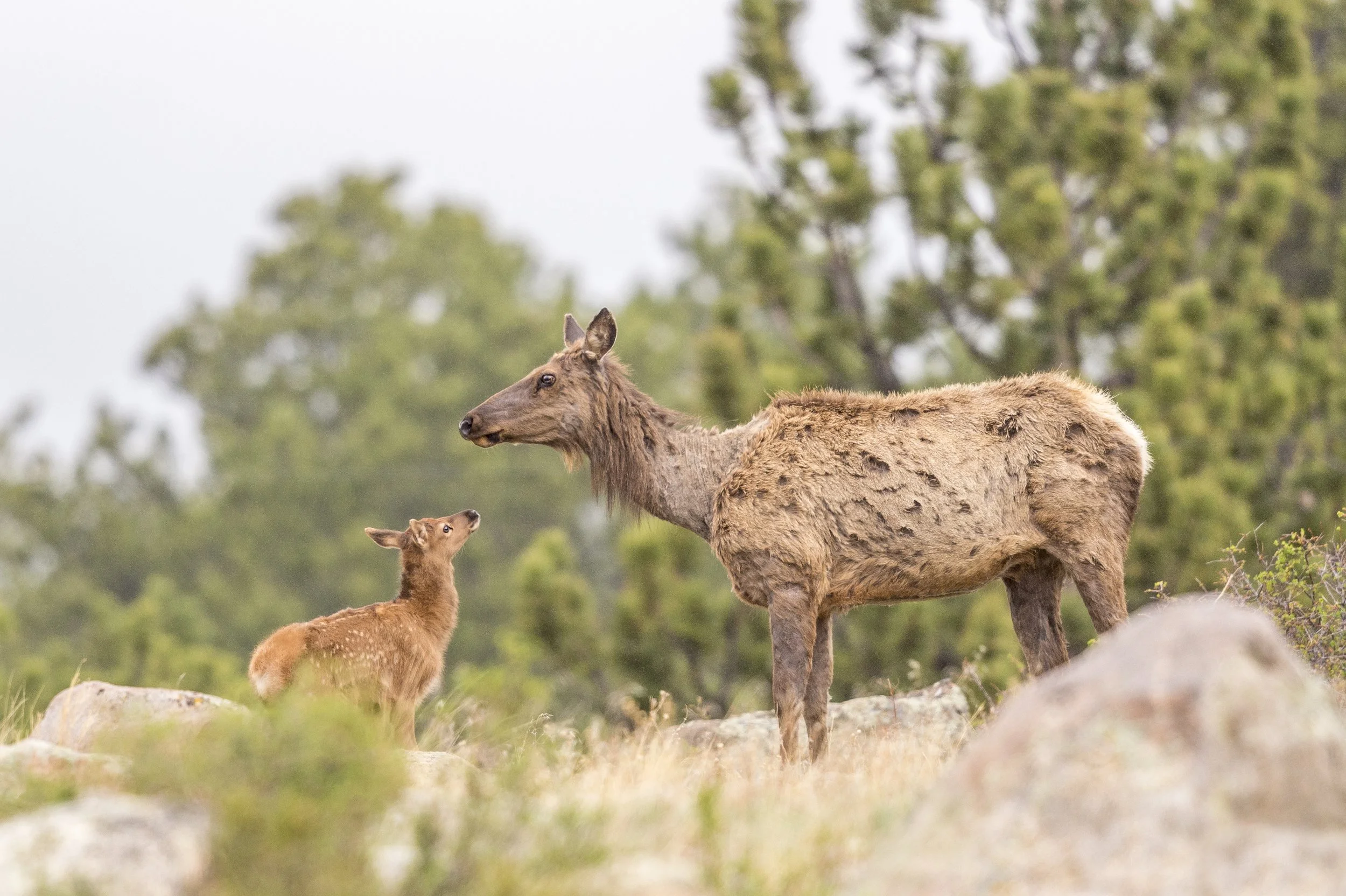 Elk Babies Are On the Way