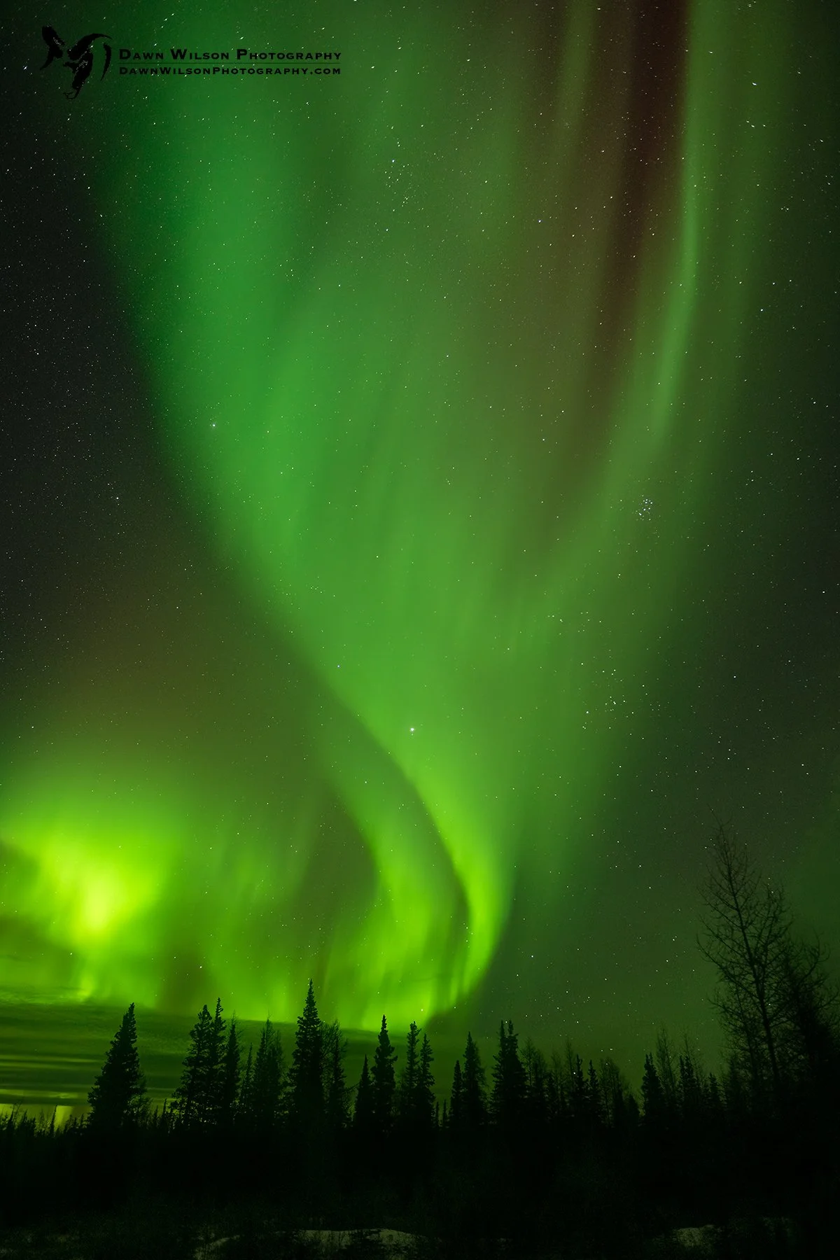 northern lights above the boreal forest on a winter photo tour