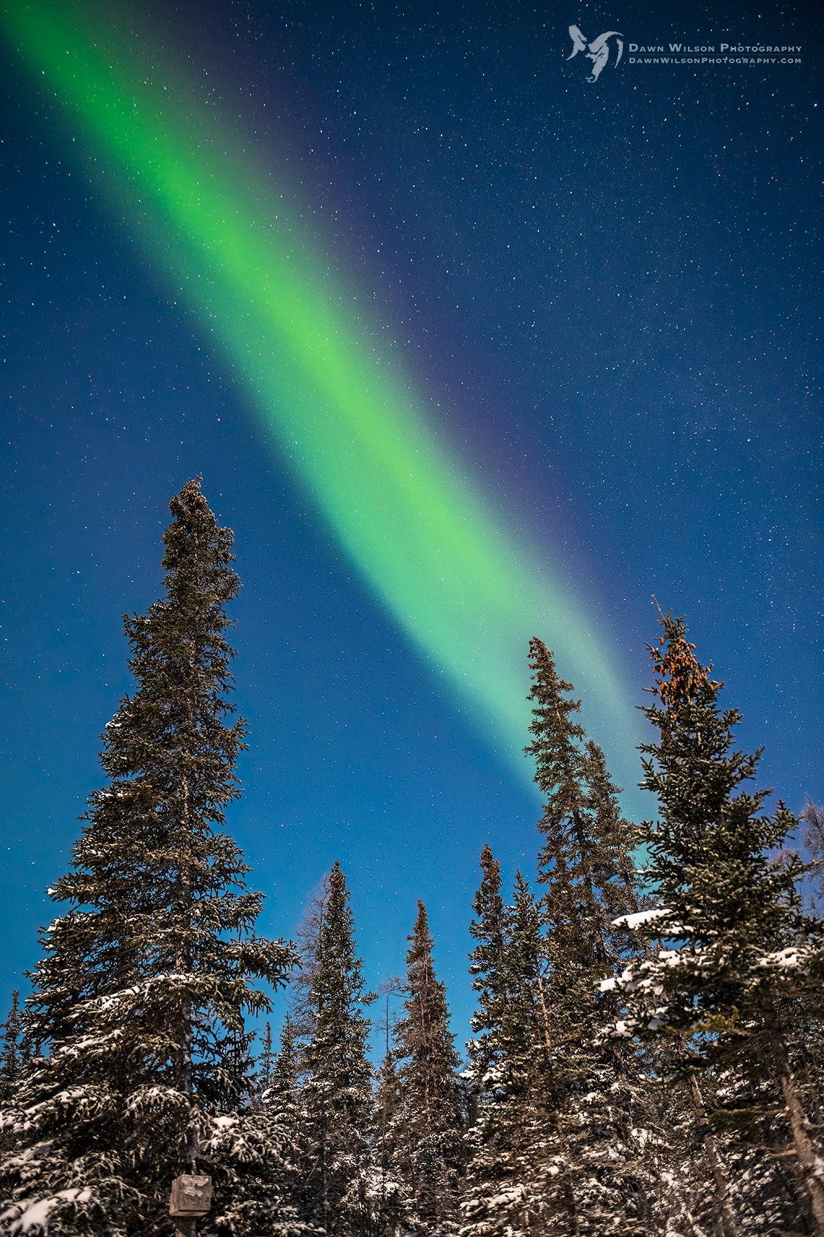 a ribbon of green streaks across the night sky in a snowy boreal forest