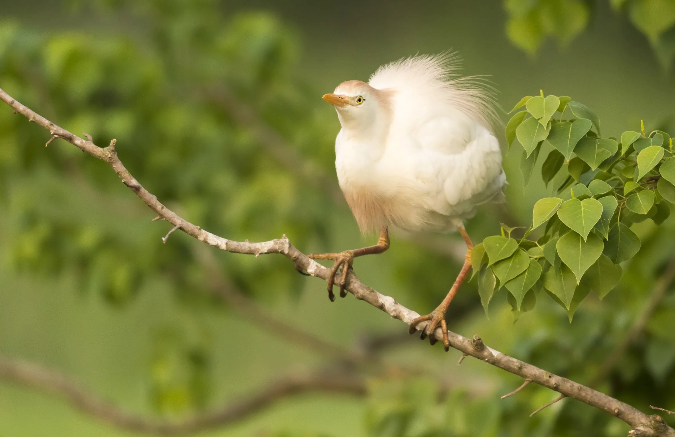 A cattle egret in breeding plumage display at a rookery in southern Louisiana.