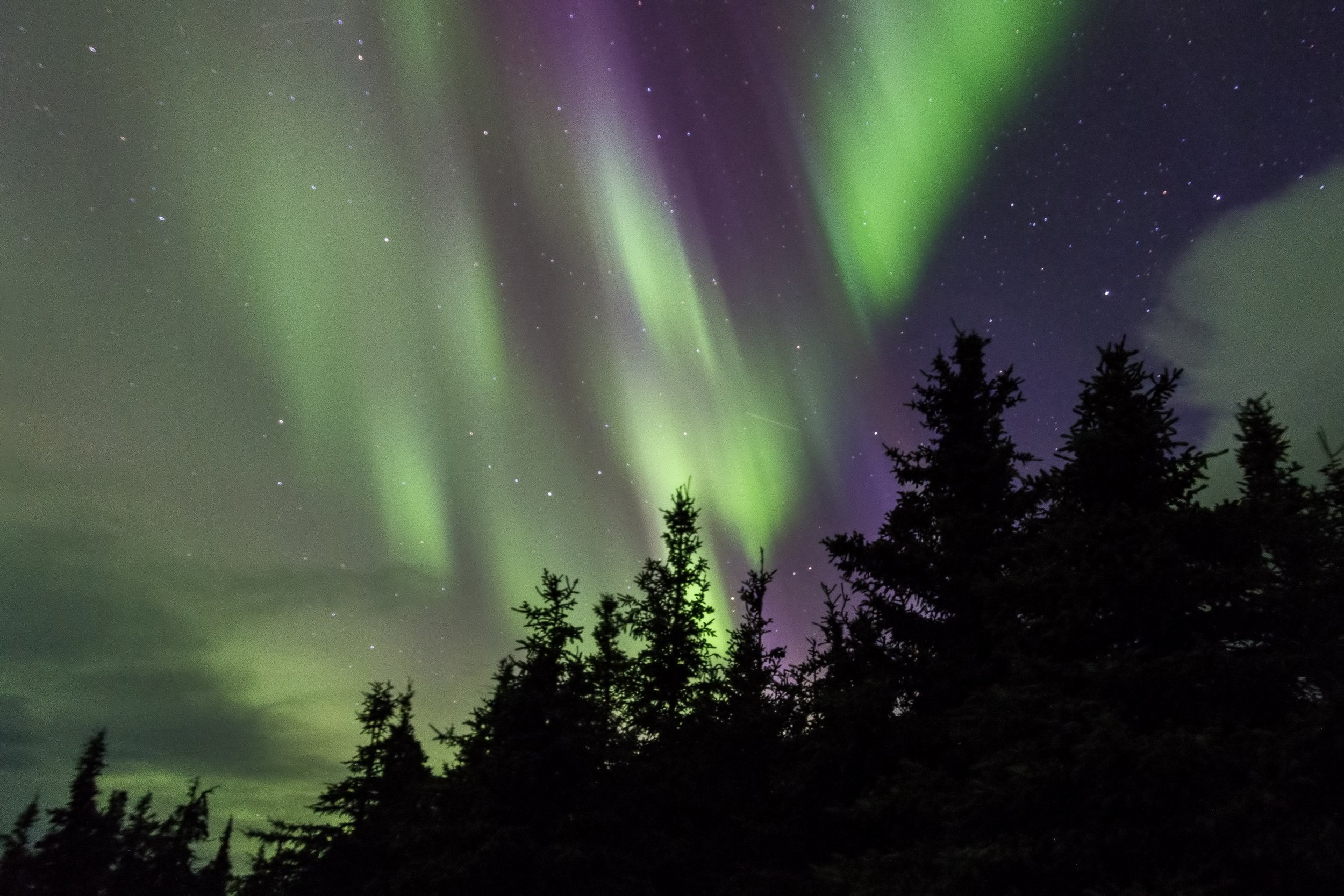 purple and green northern lights over the Alaskan forest