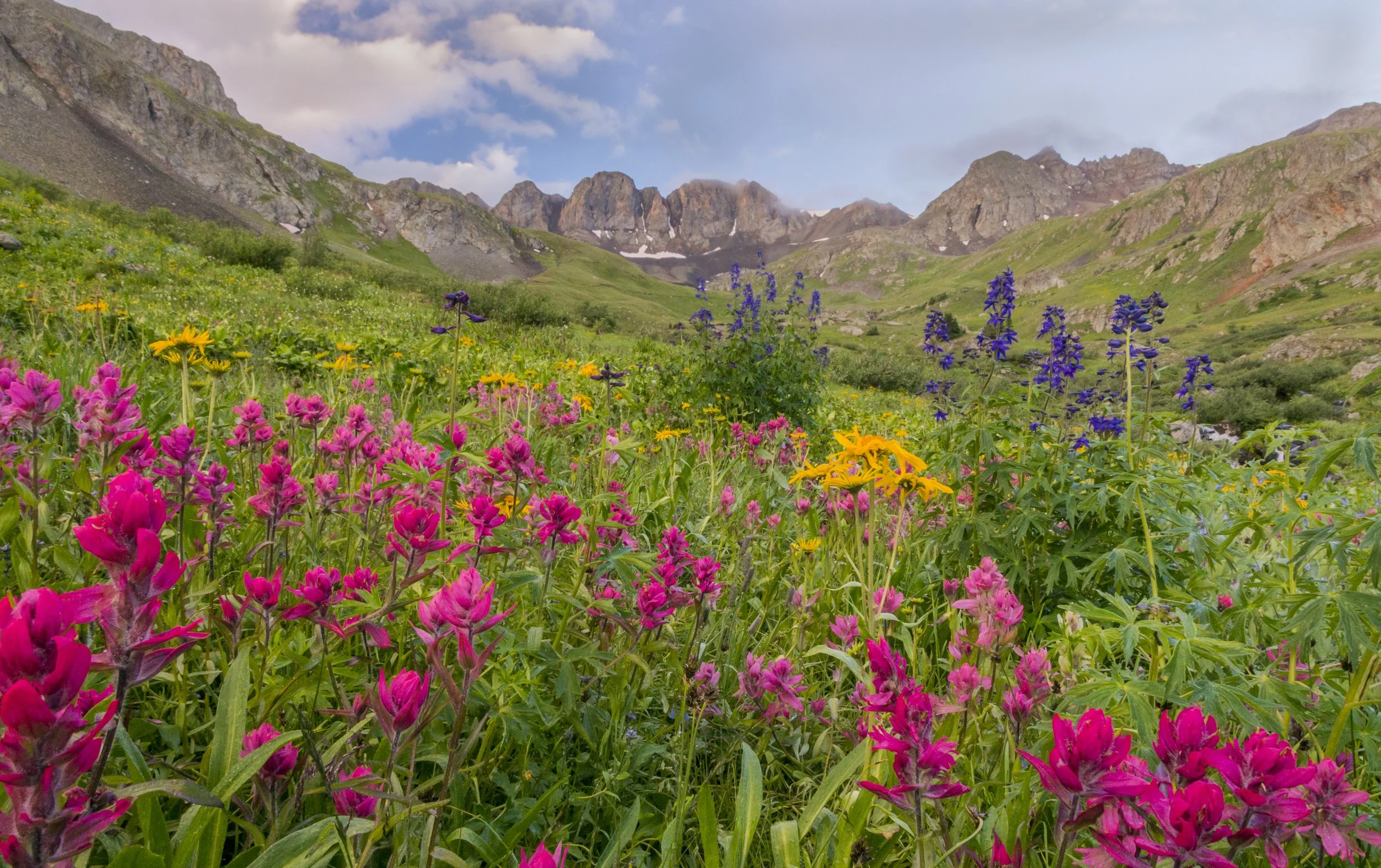 An alpine basin full of summer wildflowers near Lake City, Colorado.