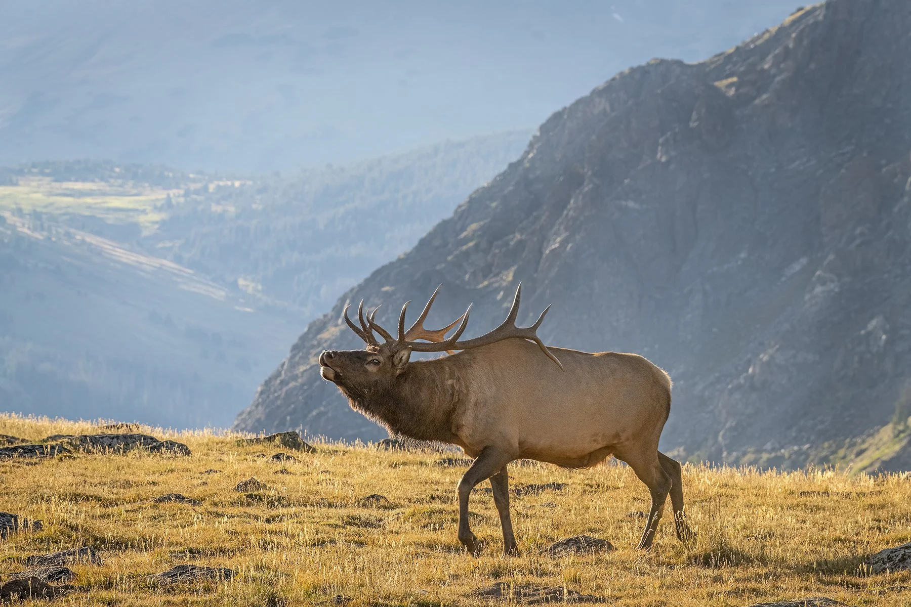 A bull elk walks across the tundra in Rocky Mountain National Park, Colorado. Photographed with an 80-400mm lens at 370mm.