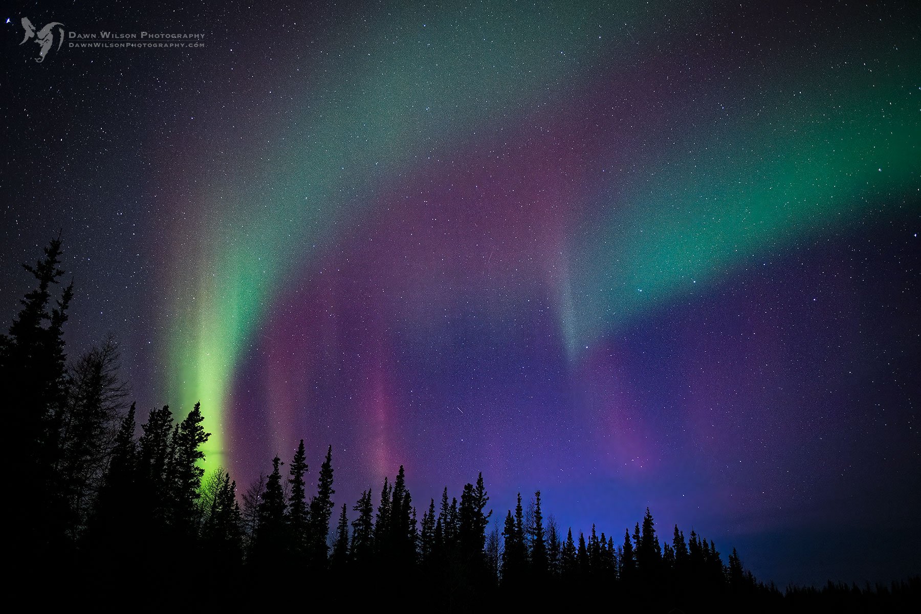 northern lights above a boreal forest