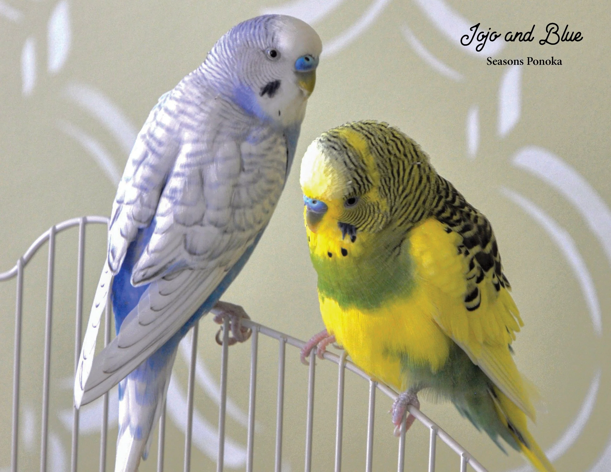SRC-Resident-Pet-Calendar-202321.jpg