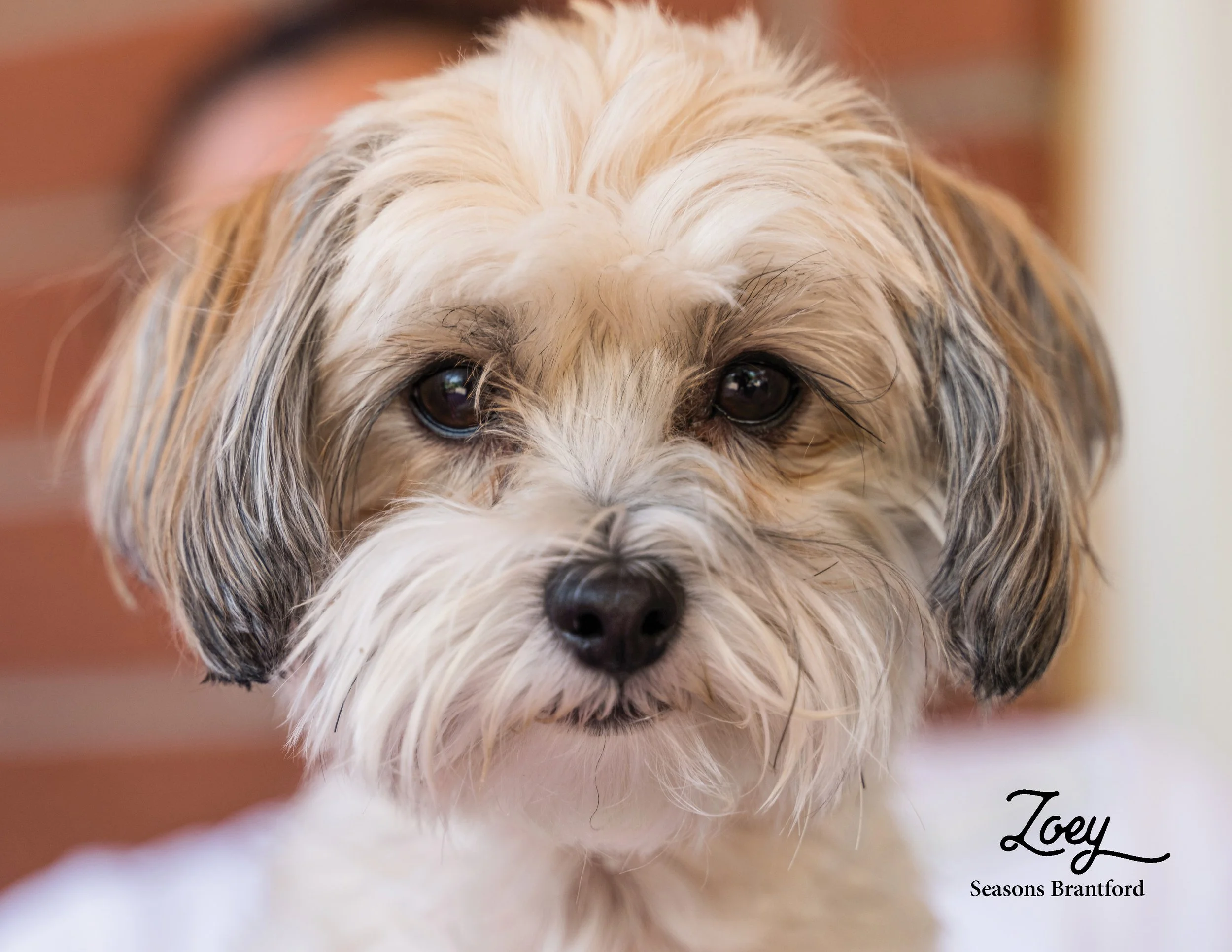 SRC-Resident-Pet-Calendar-20239.jpg