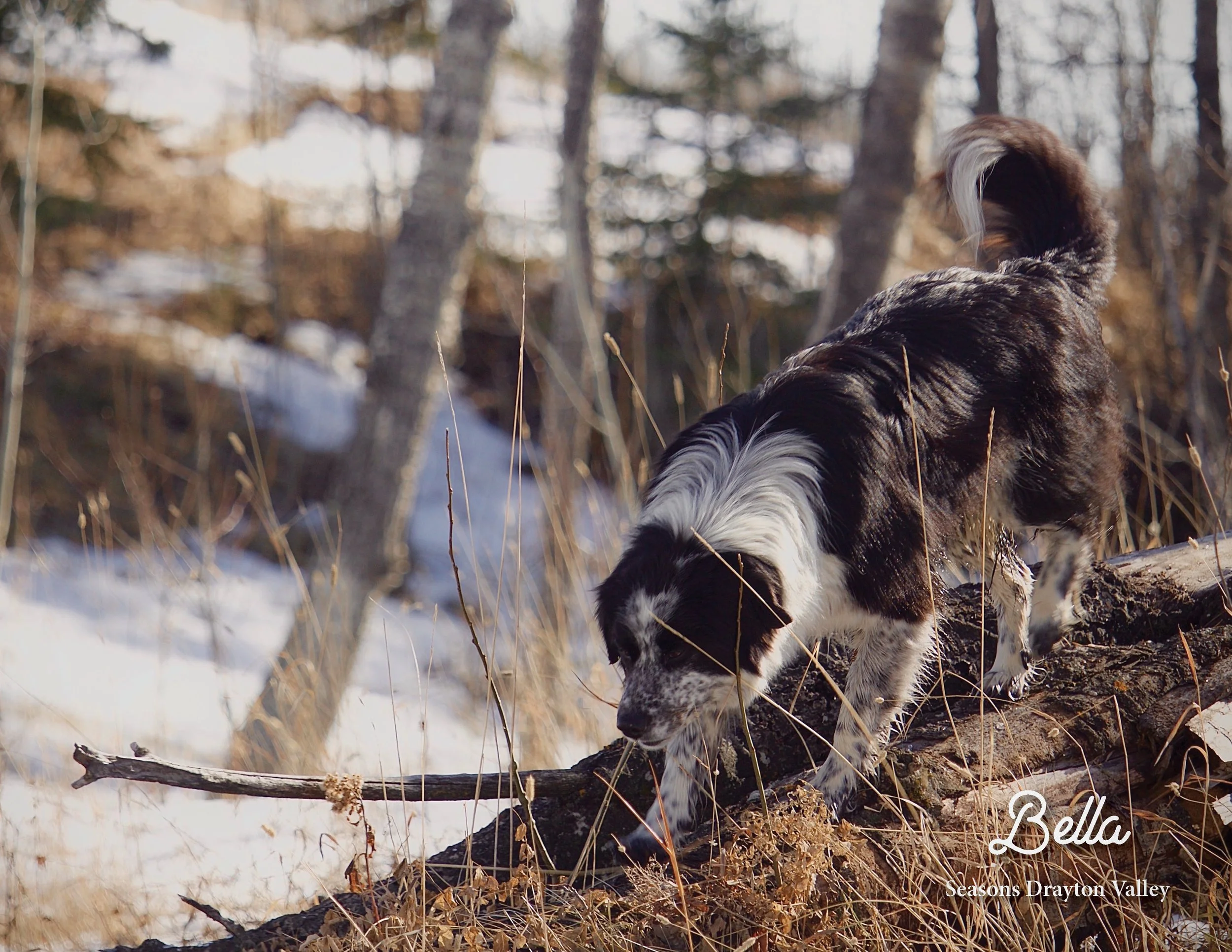 SRC-Resident-Pet-Calendar-20237.jpg