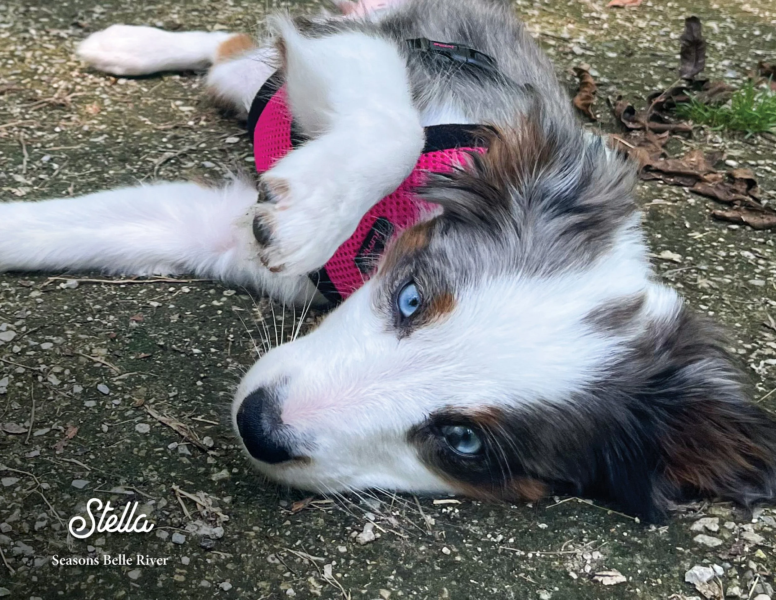 SRC-Resident-Pet-Calendar-202311.jpg