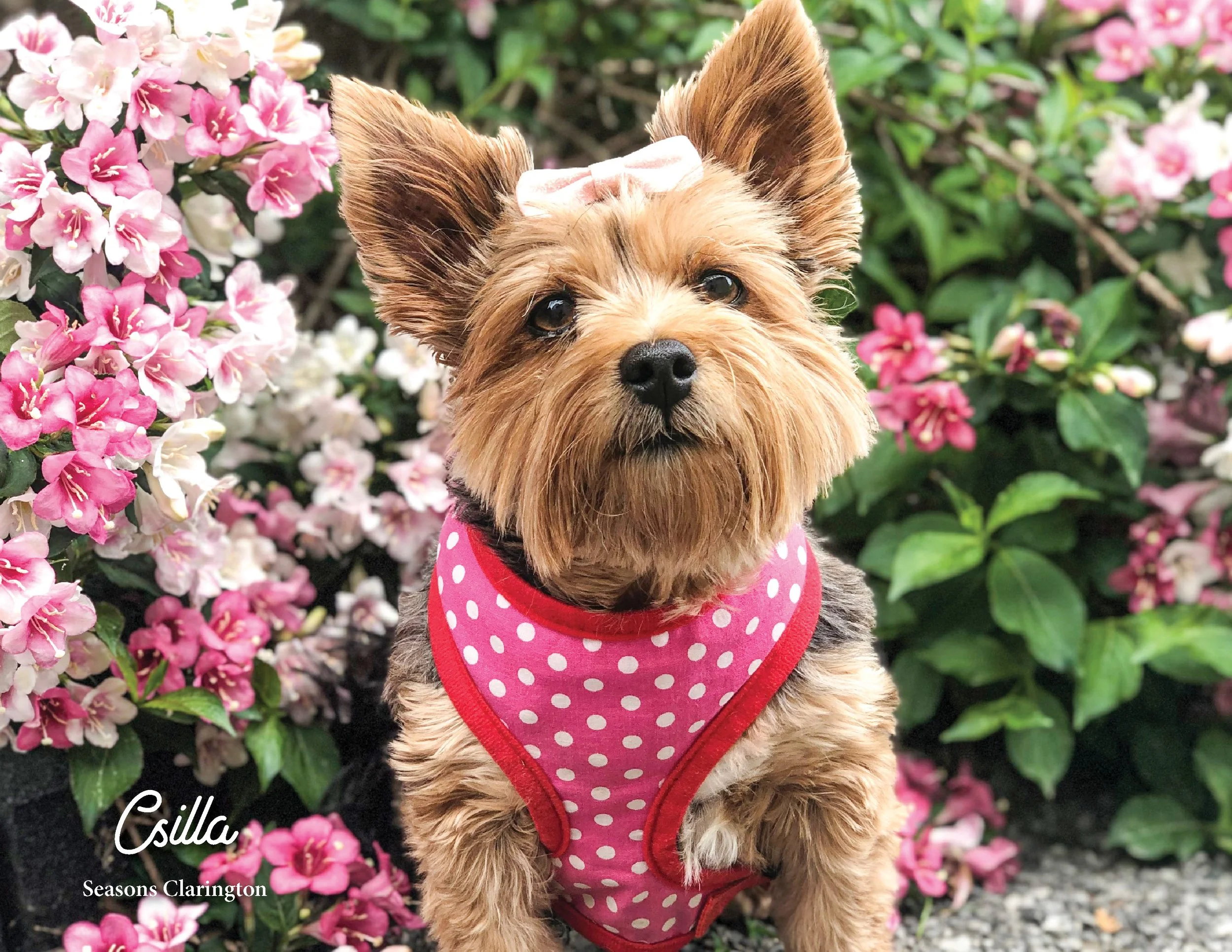 SRC-Resident-Pet-Calendar-202313.jpg