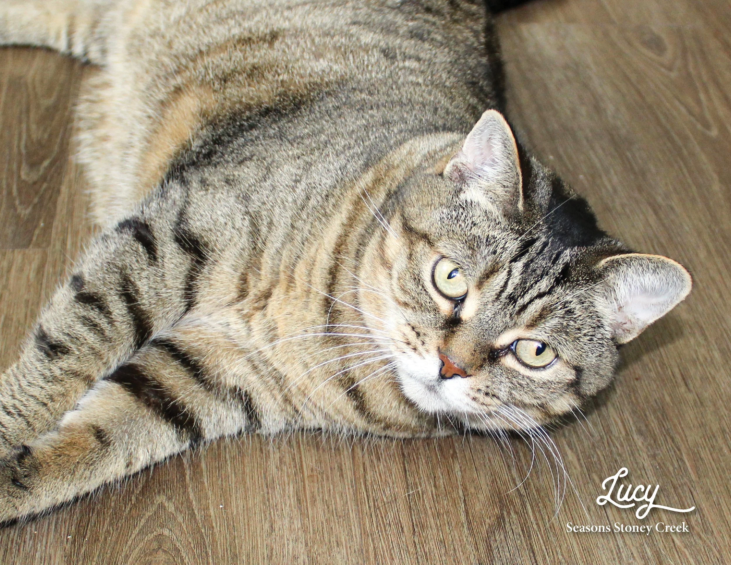 SRC-Resident-Pet-Calendar-20235.jpg