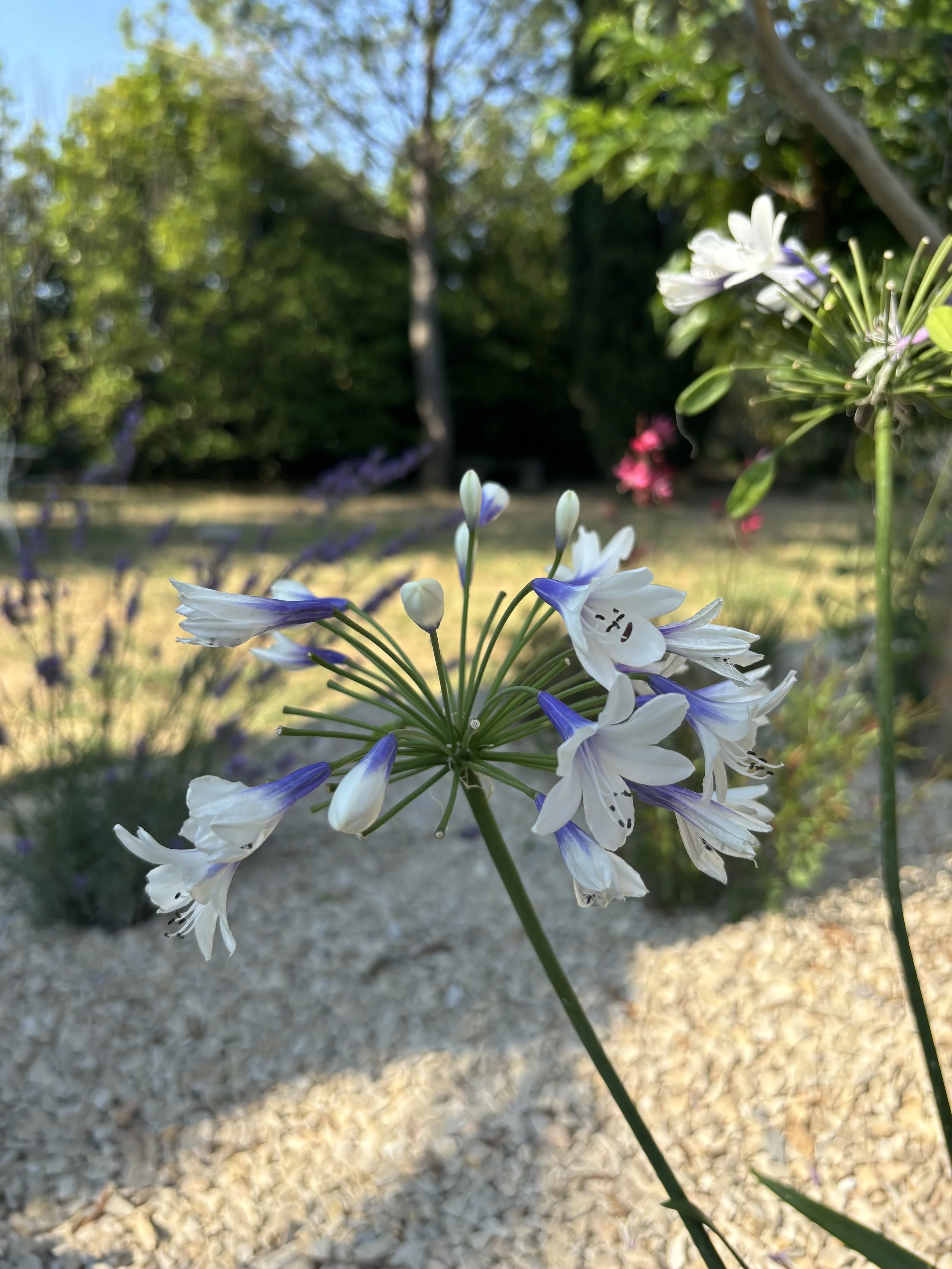 IMG_0581.jpeg