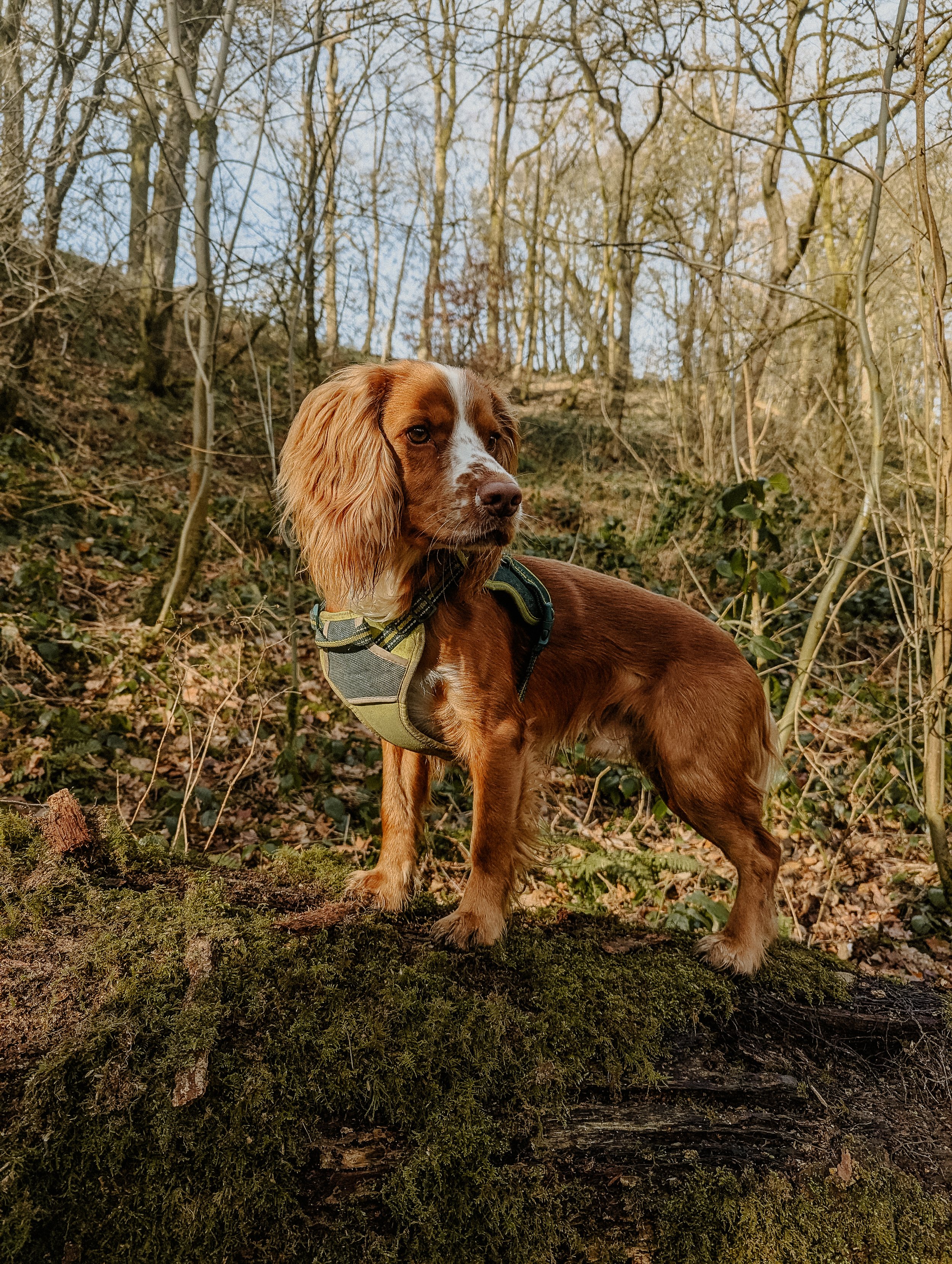 Ralph the cocker spaniel dog looking very majestic