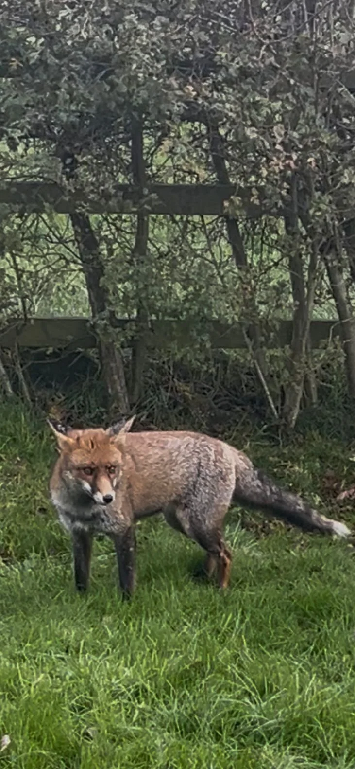 Fox in the garden, standing alert