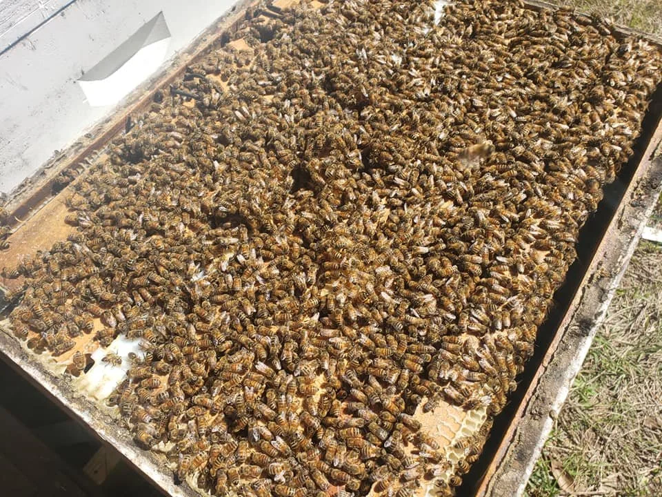full hive .jpg (Copy)