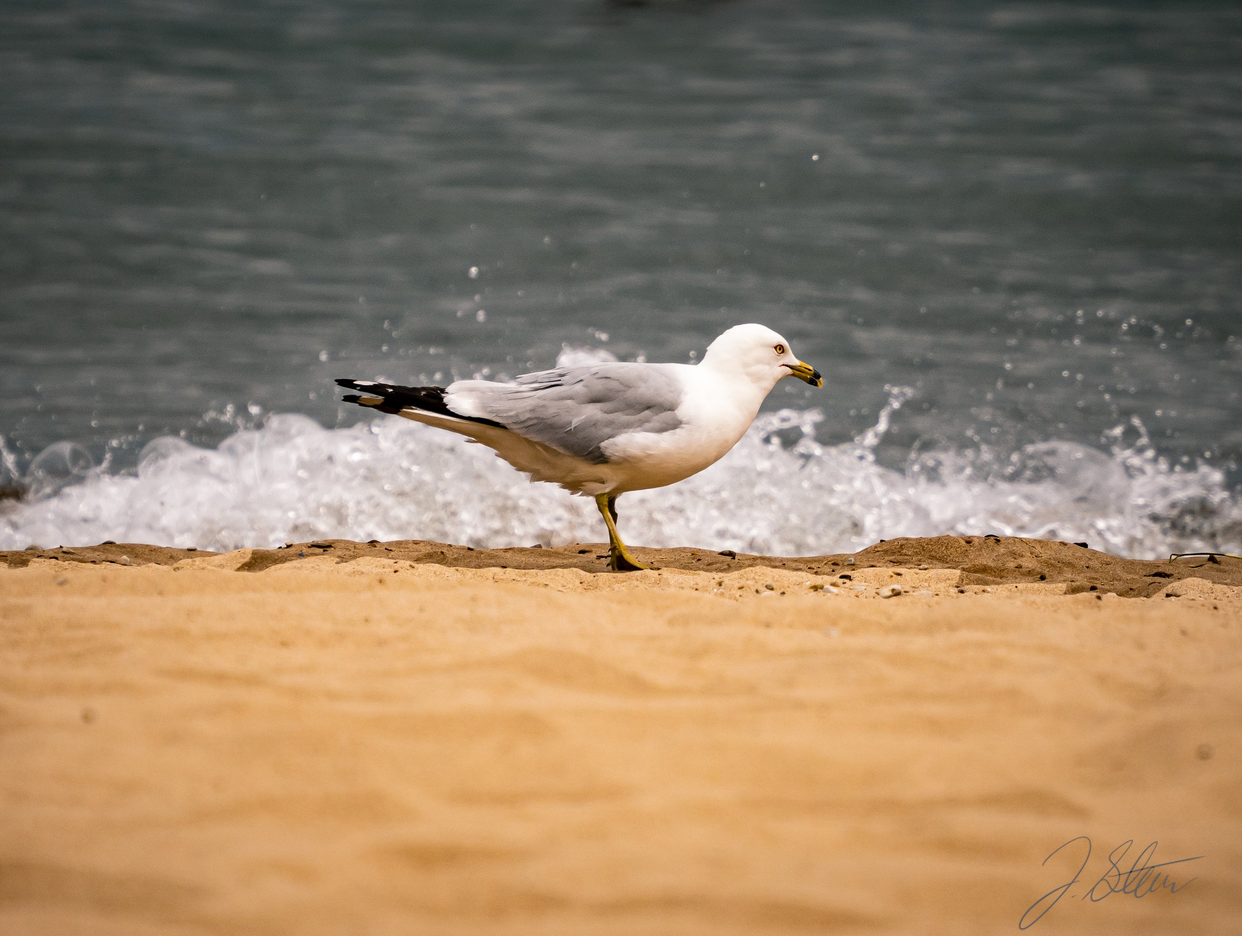 IMG_0383.jpeg