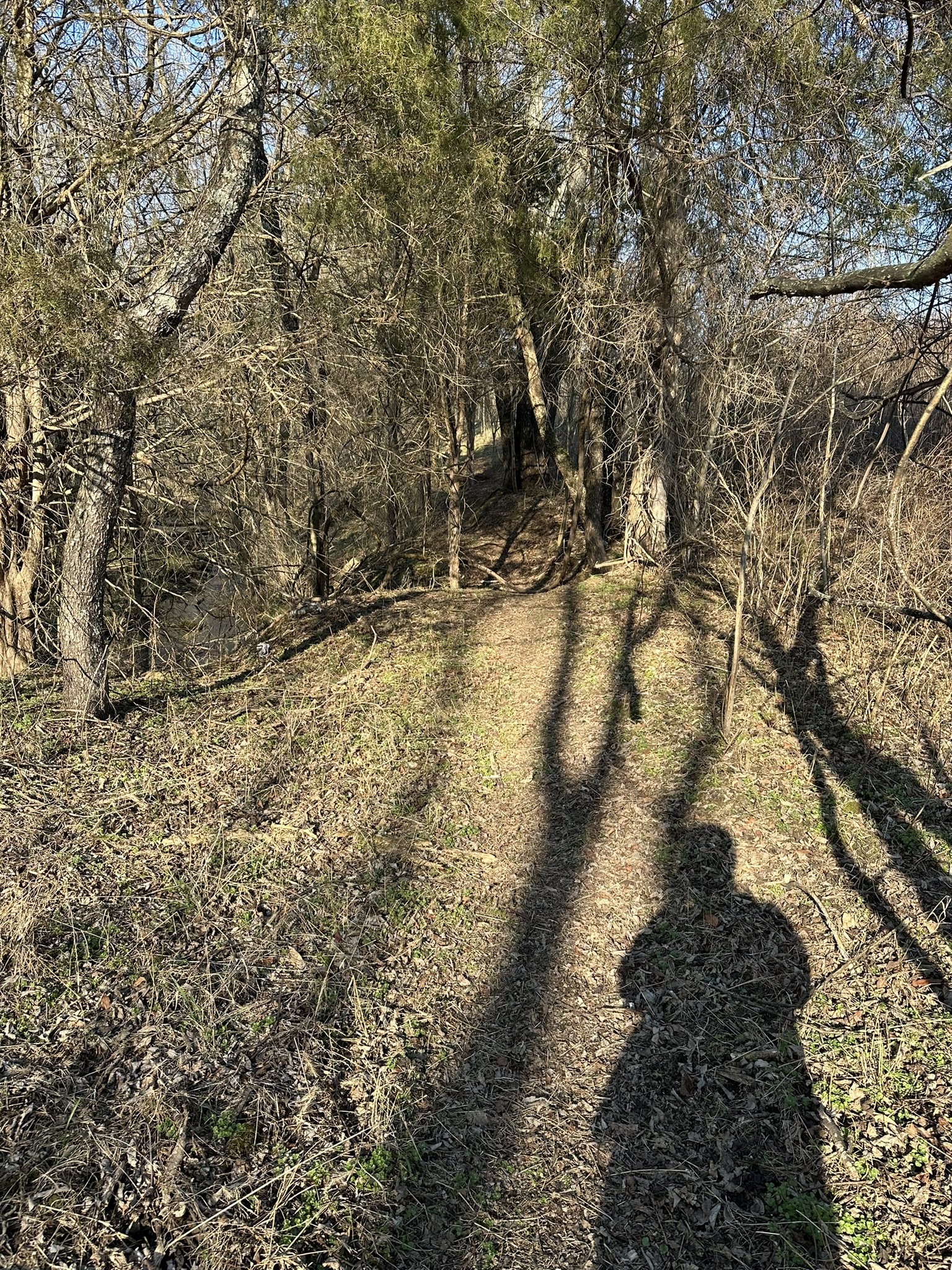 Val's long shadow in the woods behind her house