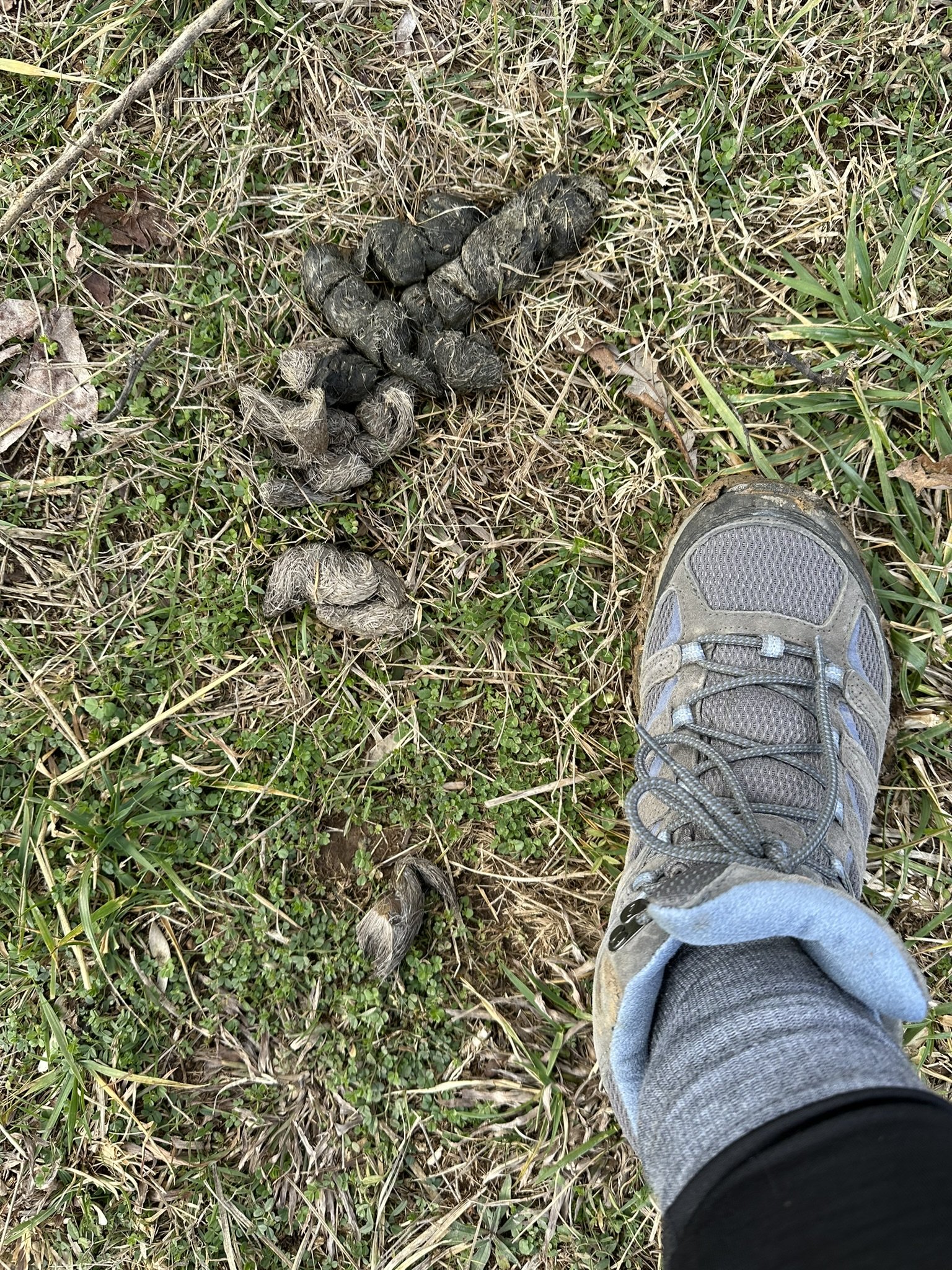 Val's hiking boot next to a pile of coyote scat for scale