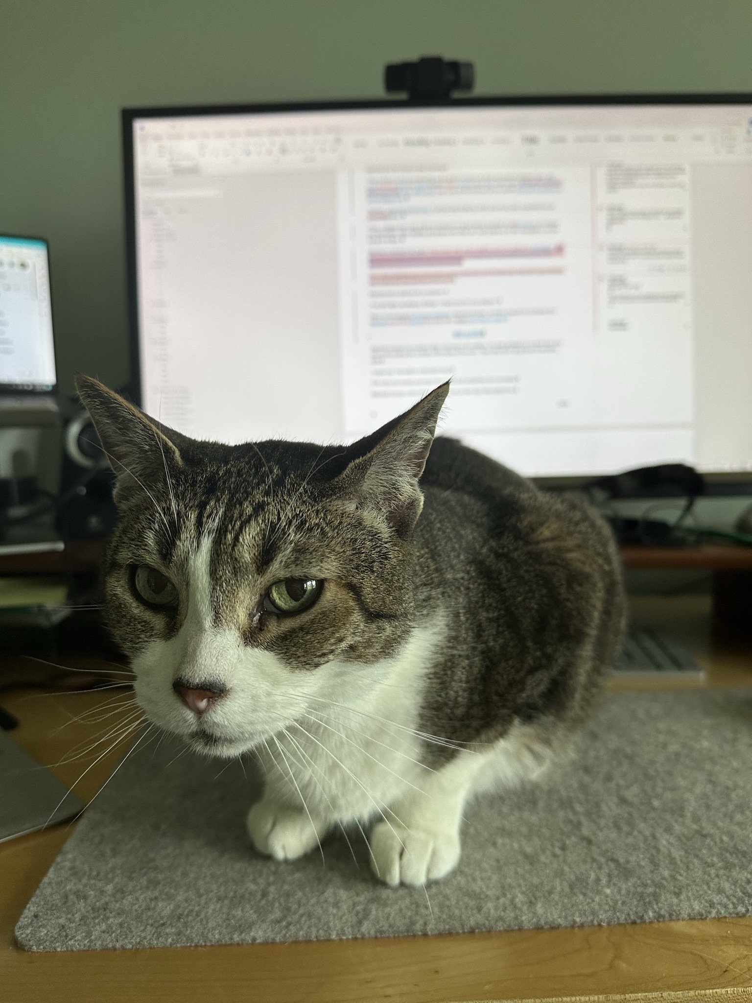 Leroy the cat crouches on Val's desk, staring at her, while she tries to do a developmental edit around him