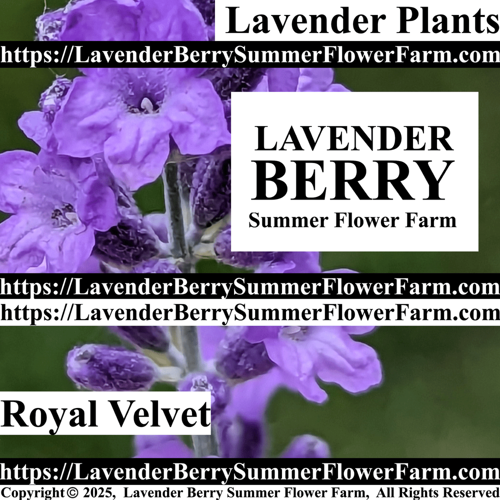 Royal Velvet Lavender Plants & Plug Trays For Sale  Shop Double Blooming  Lavender Plants Online  Lavender Berry Summer Flower Farm
