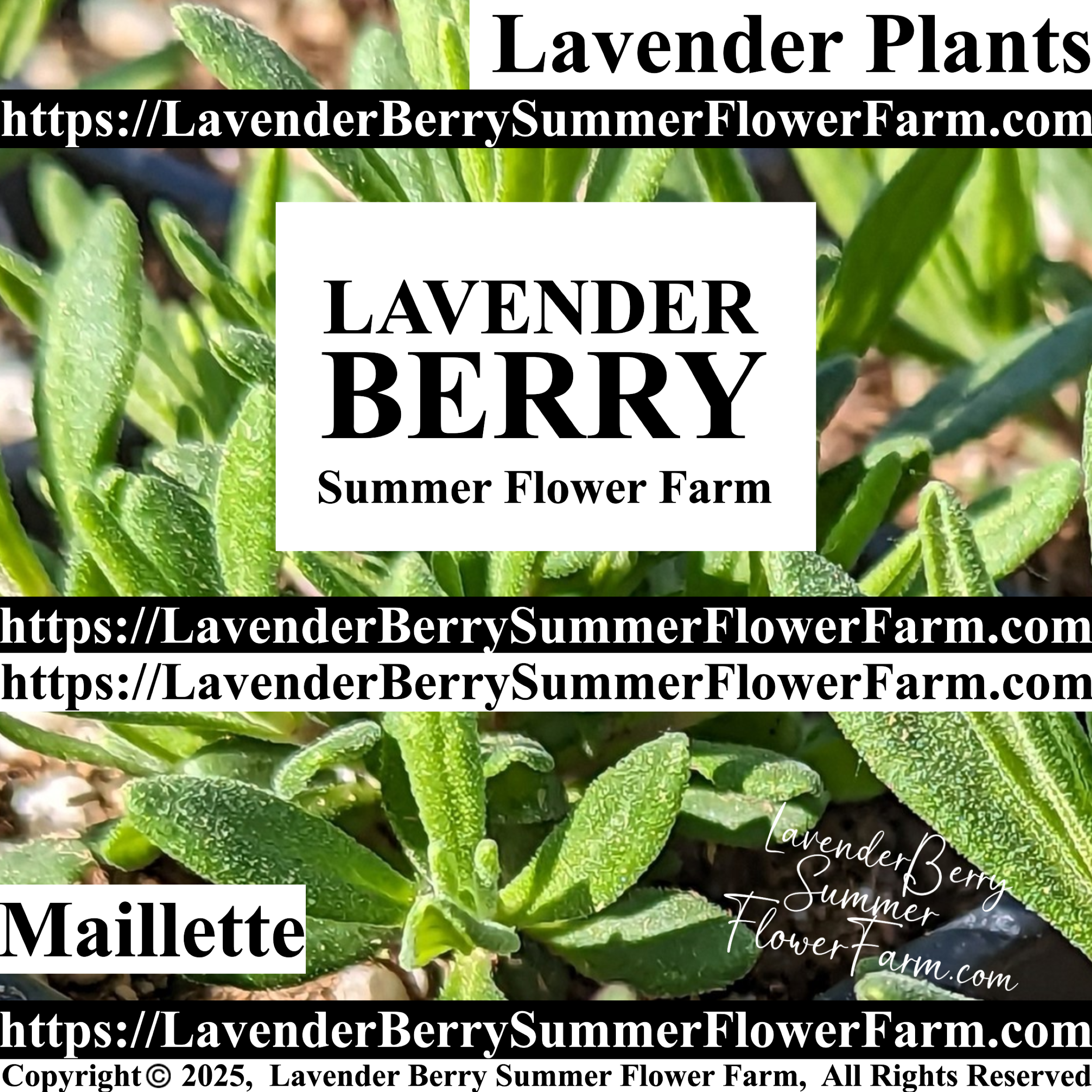 Shop Maillette Lavender Plant Starts & Plug Trays at https://LavenderBerrySummerFlowerFarm.com