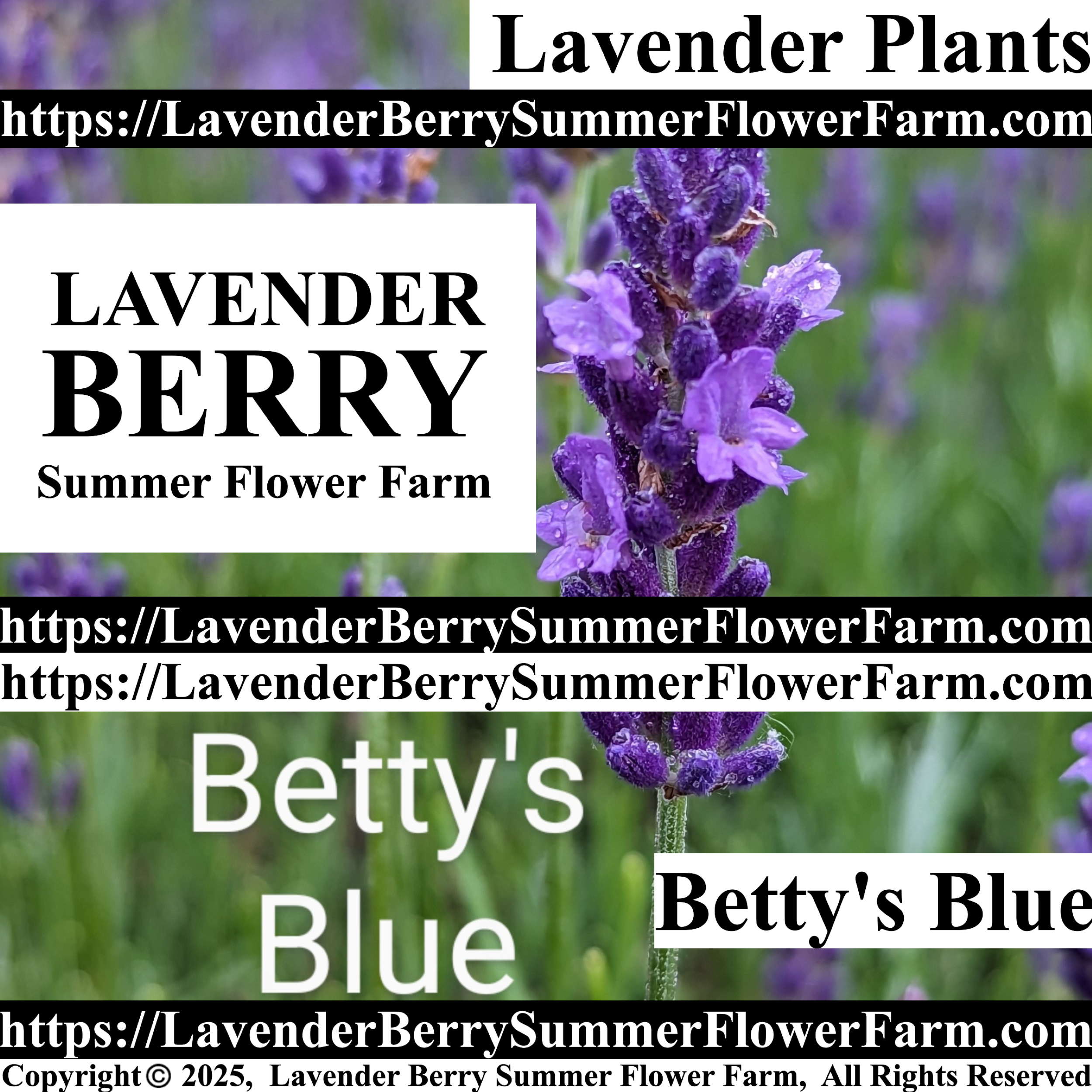 Betty Blue Lavender Plants & Plug Trays Shop https://LavenderBerrySummerFlowerFarm.com
