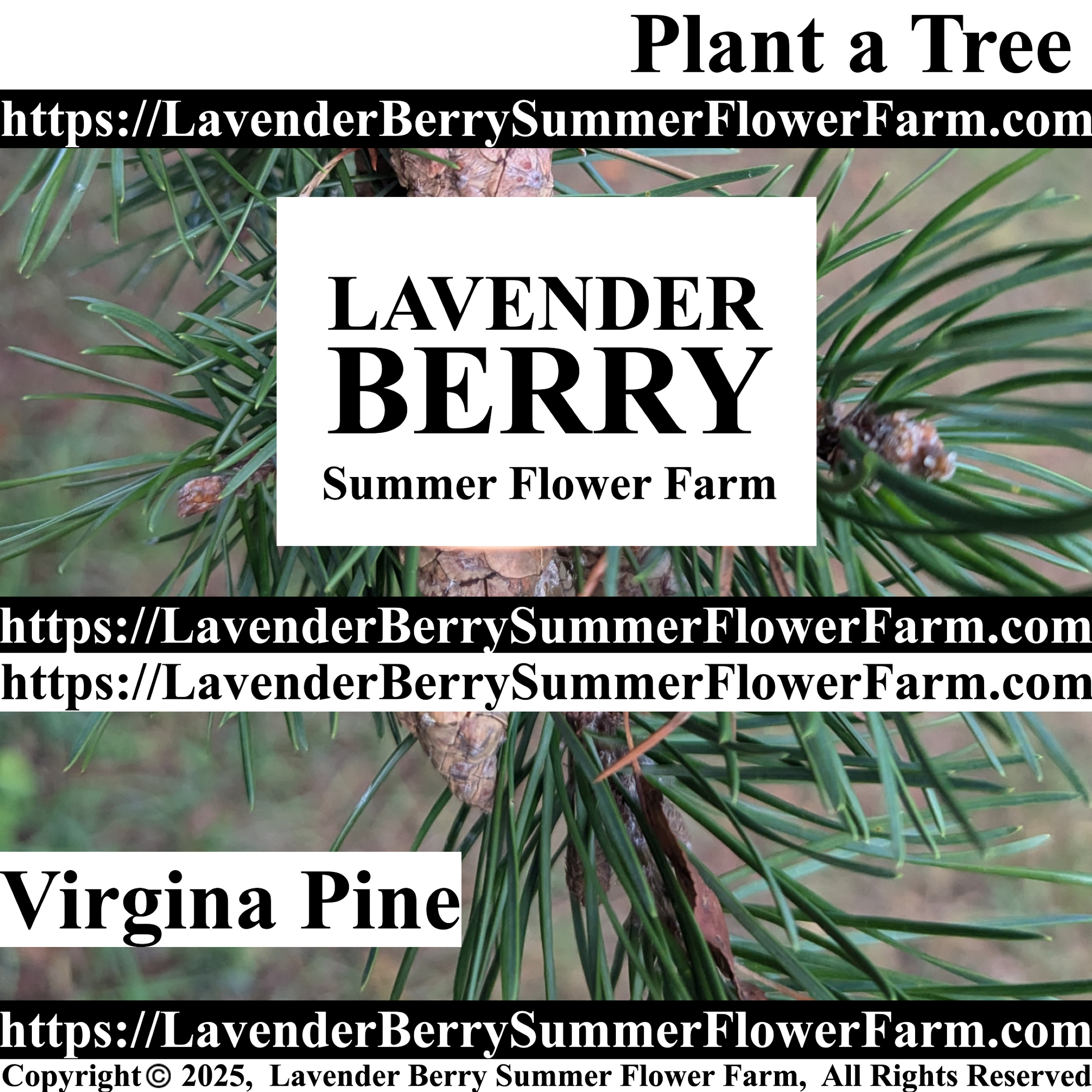 Virginia Pine Tree