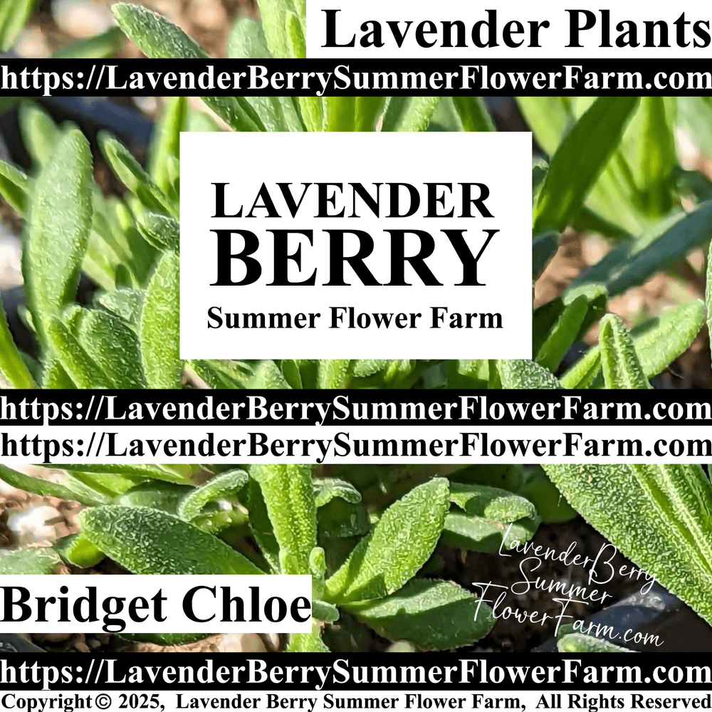 Bridget Chloe Lavender Plants & Plug Trays For Sale  Shop Lavender Plants  Online  Lavender Berry Summer Flower Farm