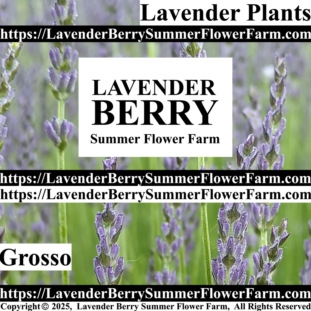 plants are purple rabattcode instagram Halle Berry main image 1
